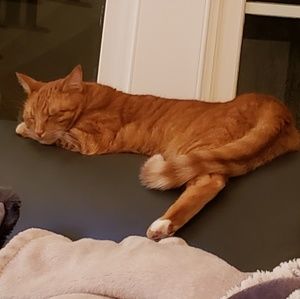 Meet your Posher, Sandy